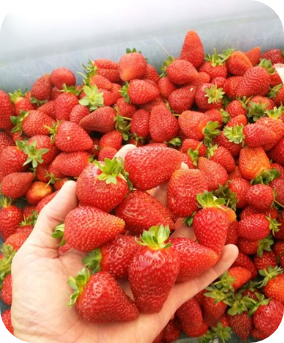 Harvested strawberries