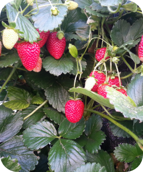 Ripe strawberries