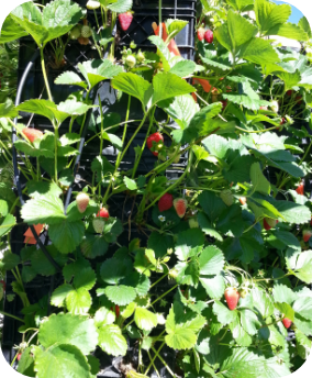 Growing strawberries