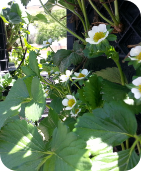 Strawberry's white flower